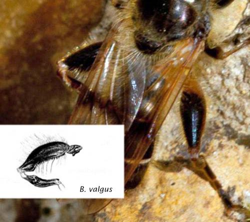 Brachypalpus laphriformis